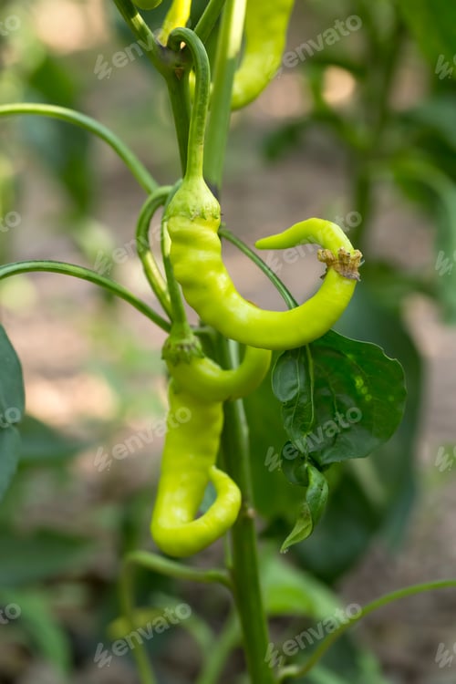 Preview: Green fresh pepper field, agriculture. Natural farm photo.