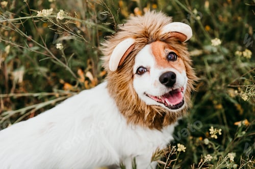 Visualização: happy jack russell dog wearing lion costume on head. Happy dog in nature yellow flowers meadow