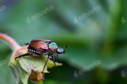 Preview: Closeup macro of Japanese beetle sitting on a plant in a garden