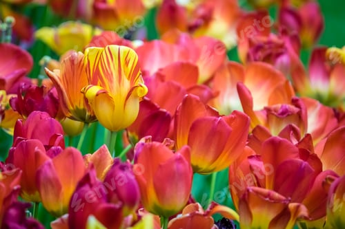 Preview: Field of red, orange and yellow tulips
