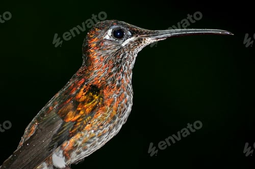 Preview: Hummingbird, Maquipucuna Cloudforest Reserve, Ecuado