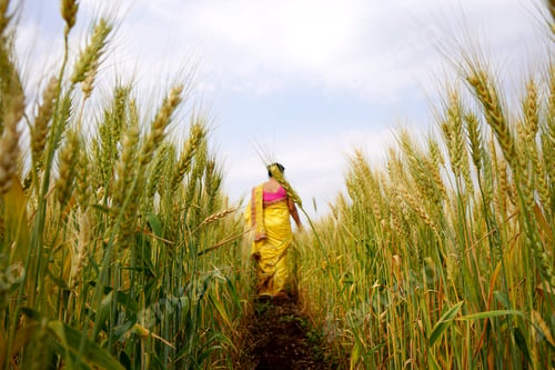 Preview: Beautiful young Indian woman wear in saree at the wheat field