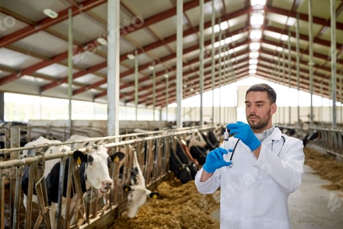 Preview: veterinarian with syringe vaccinating cows on farm