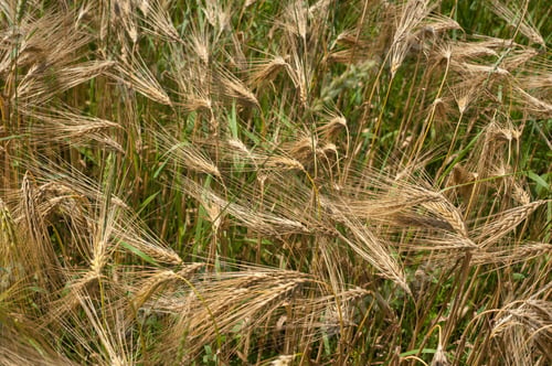 Preview: a mixture of yellow dry and green ears of cereals, rye and wheat