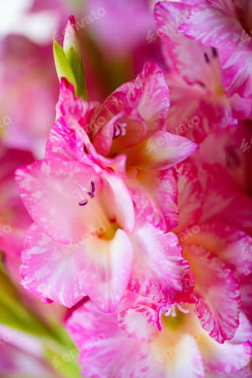 Preview: Beautiful gladiolus pink flower in the garden