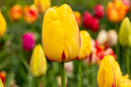 Preview: Springtime Garden Full Of Colorful Tulip Flowers In Holland Michigan