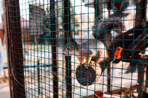 Preview: Red Squirrel under care in the park. Portrait of a young squirrel sitting on a tree in an aviary