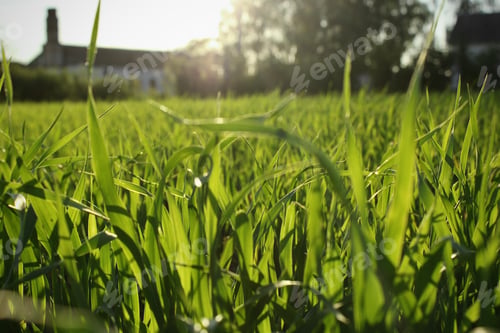 Preview: Grass