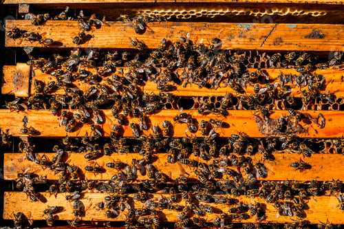 Preview: Close-up of bees on honeycomb.