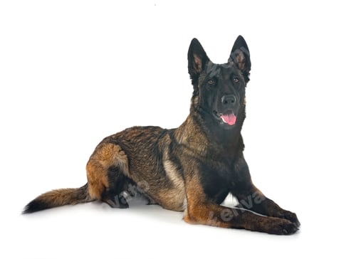 Preview: young malinois in studio