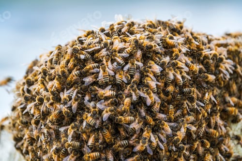 Preview: Macro shot of a swarm of bees against a blurred background