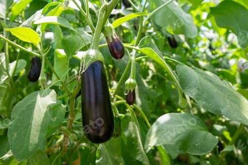 Preview: Greenhouse eggplant field agriculture (Turkey - Antalya)