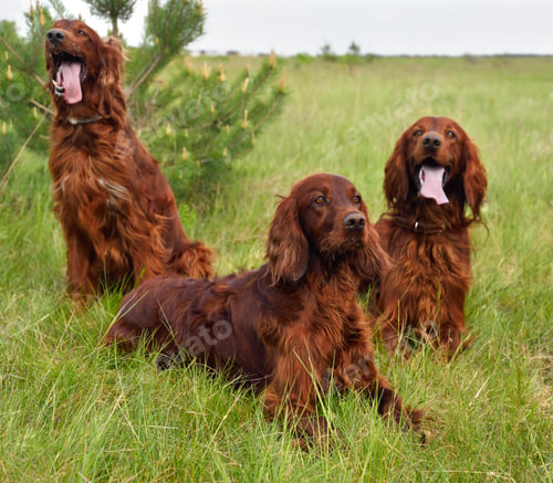 Preview: Three Irish setters