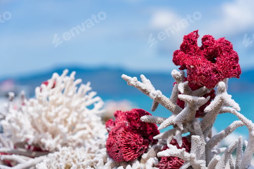 Preview: The red coral reef pieces of microscopic living named Foraminifera