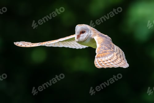 Preview: Closeup of a Barn owl soaring in the sky