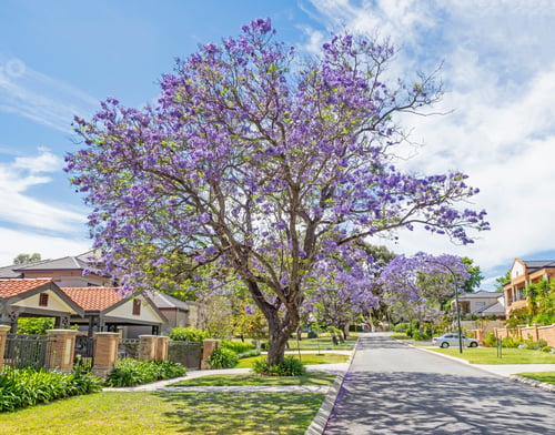 Preview: Jacaranda Trees in Perth