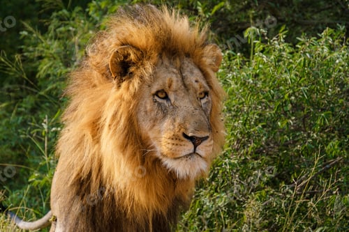Preview: African Lions during safari game drive in Kruger National park South Africa