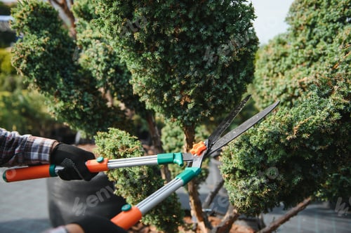 Preview: Garden Pruning Works to Maintain the Appearance ofShrubs, Bushes, Trees and Other Plants