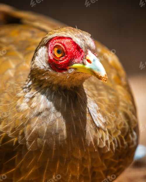Preview: Silver Pheasant bird female (Lophura nycthemera) close-up face photograph