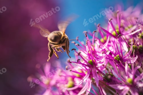 Preview: A bee, a pollinator, is gracefully flying over a vibrant purple flower