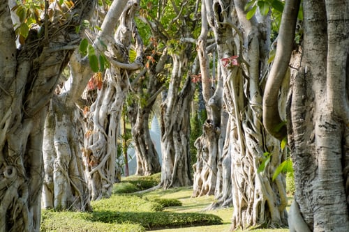 Preview: The background image of the Bo tree shows the nature of the trunk, the sacred tree of Buddhism