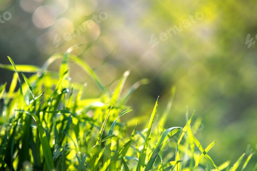 Preview: Closeup of green grass stems on summer lawn.