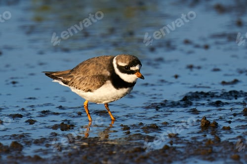 Preview: Common ringed plover (Charadrius hiaticula) in its natural enviroment