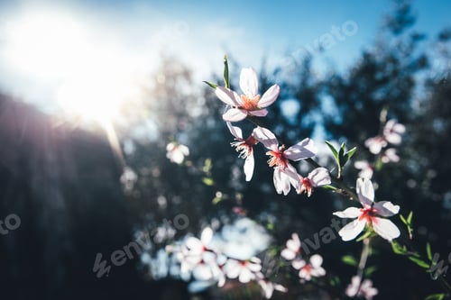 Preview: Almond trees bloom with the arrival of spring, soft background image of feminine colors.