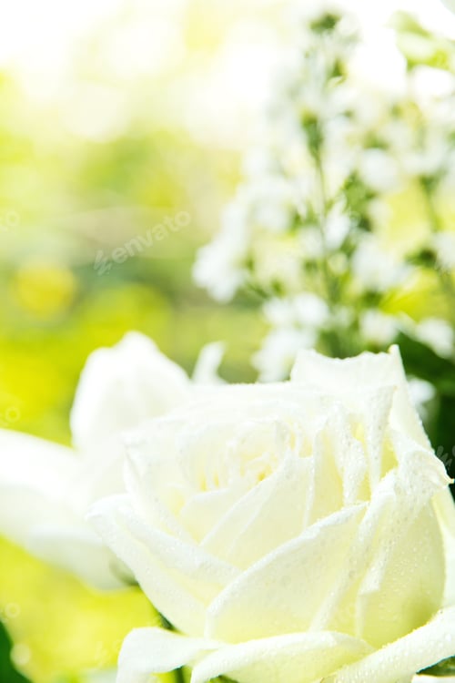 Preview: white rose background