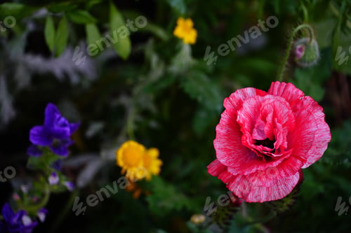 Preview: Closeup shot of beautiful colorful flowers