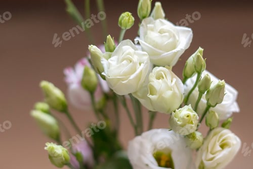 Preview: white