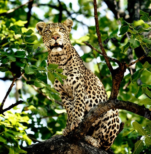 Preview: A Beautiful and Breathtaking Botswana Wildlife pictures