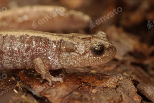 Preview: Closeup of Siberian Salamander (Salamandrella keyserlingii) on wet leaves