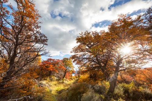 Preview: Autumn forest