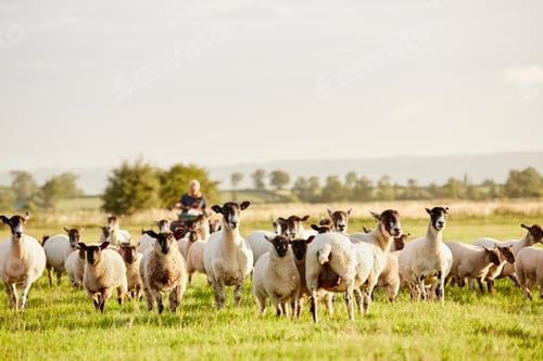 Preview: A flock of sheep alert with their heads up, and a man on a quadbike.