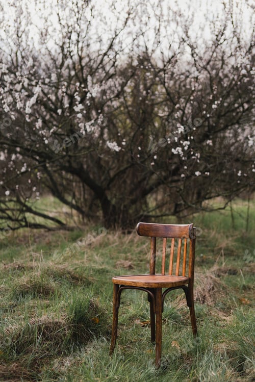 Preview: Apricot blossom and a vintage wooden chair on dry grass in the garden in sunlight.