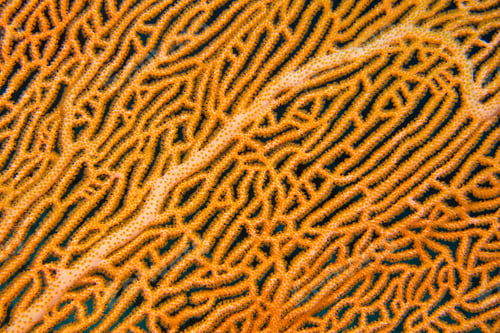 Preview: Gorgonian, Sea Fan, South Ari Atoll, Maldives