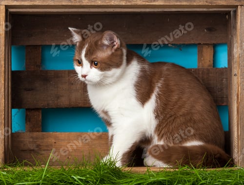 Preview: Beautiful Cat.