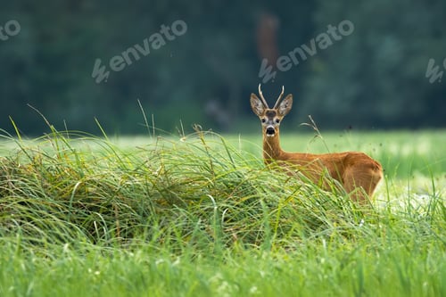 Preview: Attentive roe deer buck standing on meadow in summertime