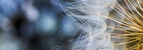Preview: Closeup shot of a dandelion flower seeds