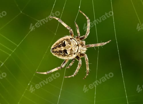 Preview: Spider