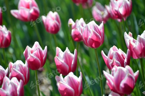 Preview: Bright pink tulips blooming in the spring - copy space, background,