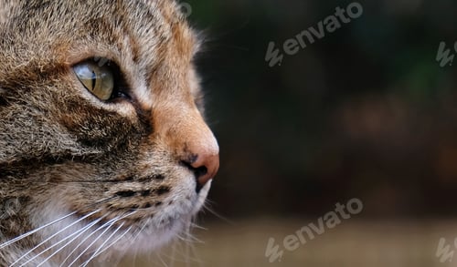 Preview: Close-up portrait of striped cat face in profile.