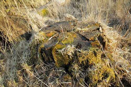 Preview: The swamp in early spring