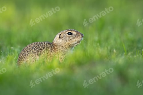 Preview: Endangered european ground squirrel hiding with copy space