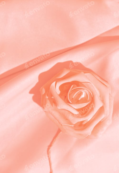 Preview: Minimal monochrome pink aesthetic. Silk fabric and roses. Background texture concept
