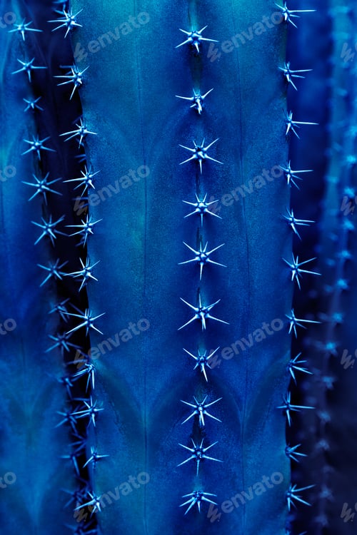 Preview: Blue cactus background and texture, natural pattern