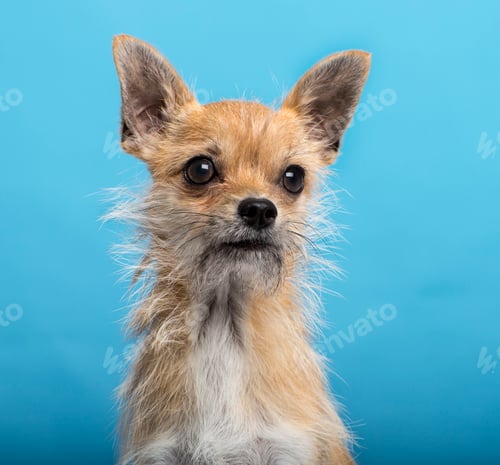Preview: chihuahua, headshot, blue background