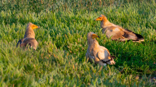 Preview: Egyptian Vulture, Spain