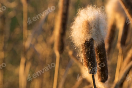 Preview: Reeds with fluffs at sunset